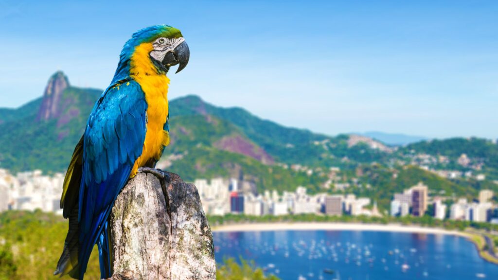 rio de janeiro